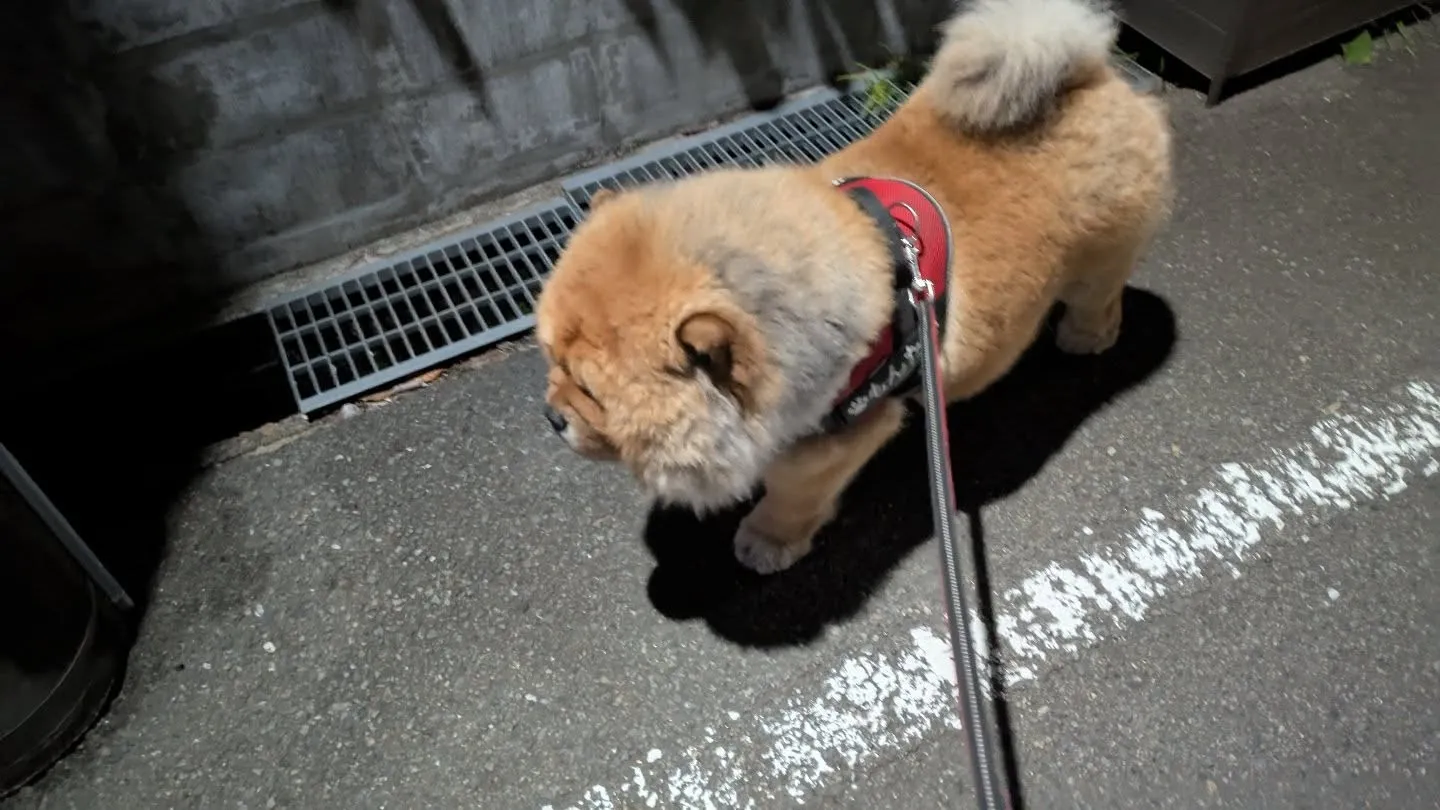 チャウチャウもんたくんの夜散歩です。
