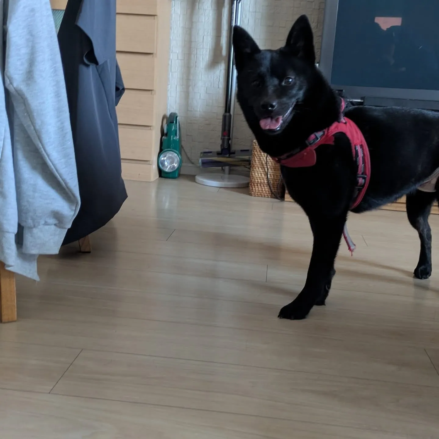 おはようございます。