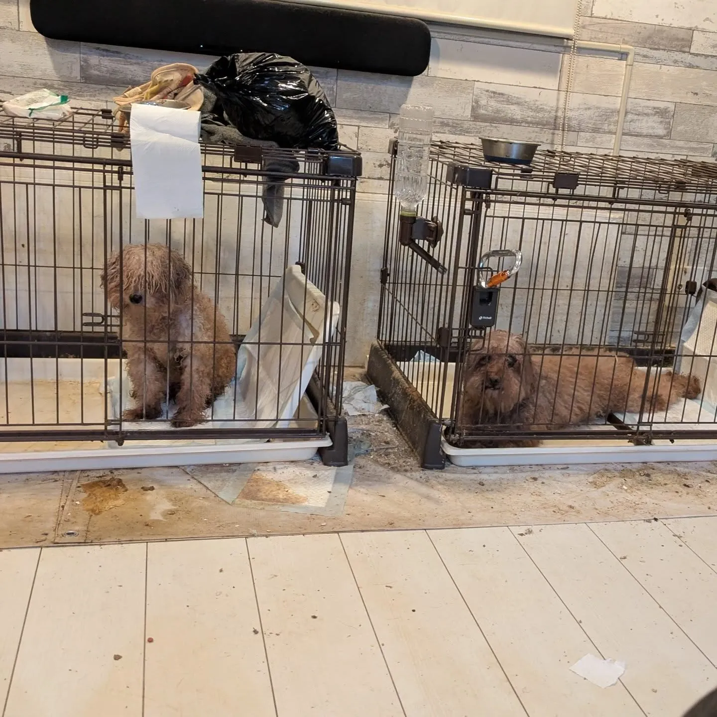 今日のお世わんこ。