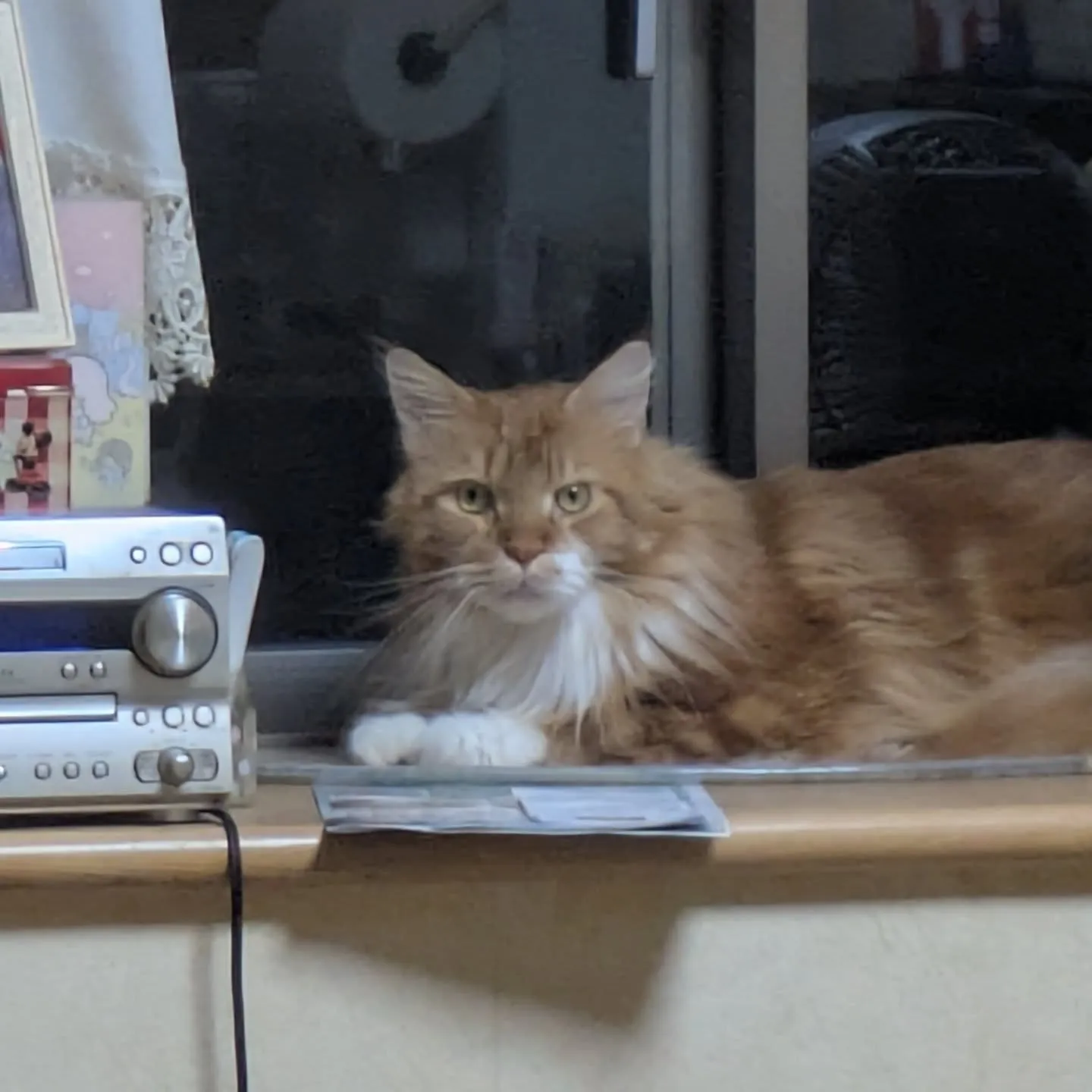 今日のお世話にゃんず…