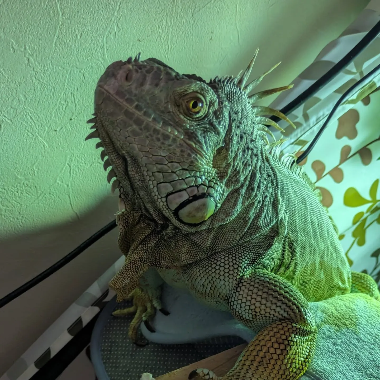 昨日今日とえげつない距離を移動しているという…