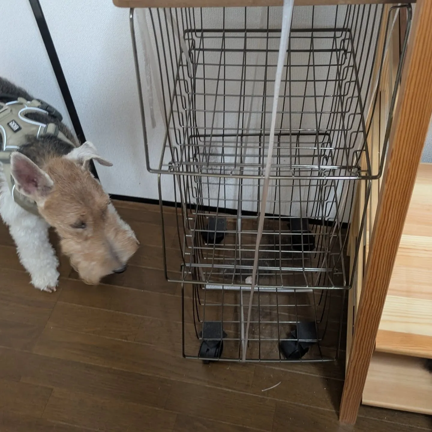 おはようございます！