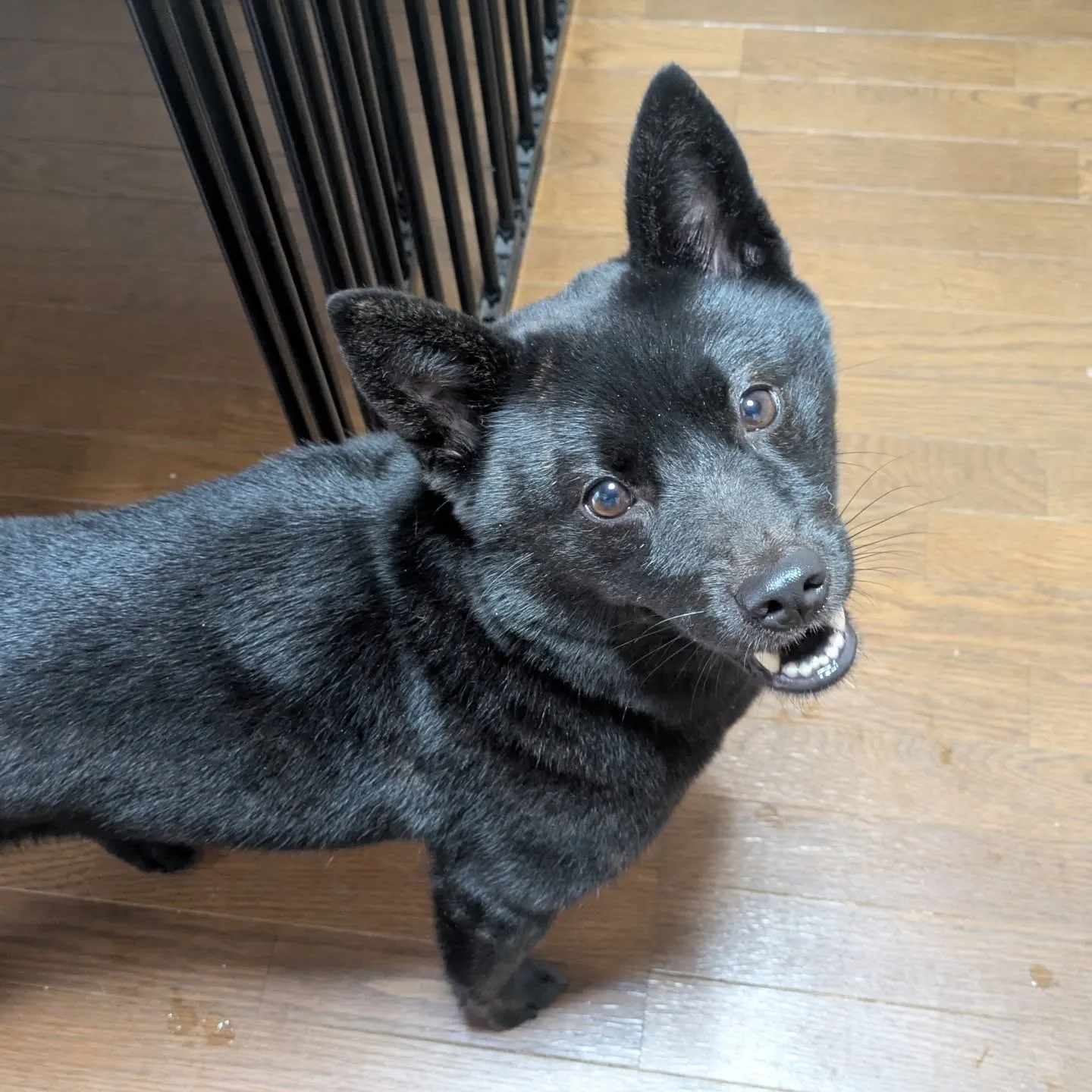 おはようございます！