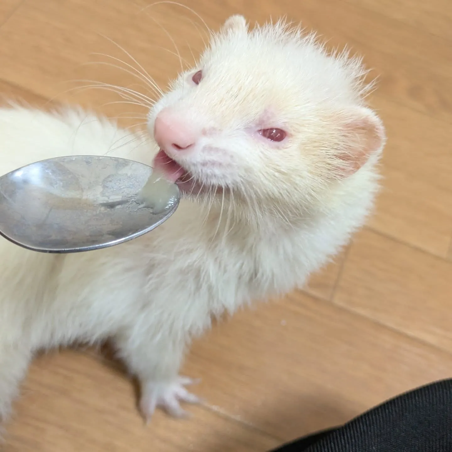 本日のお世話です！