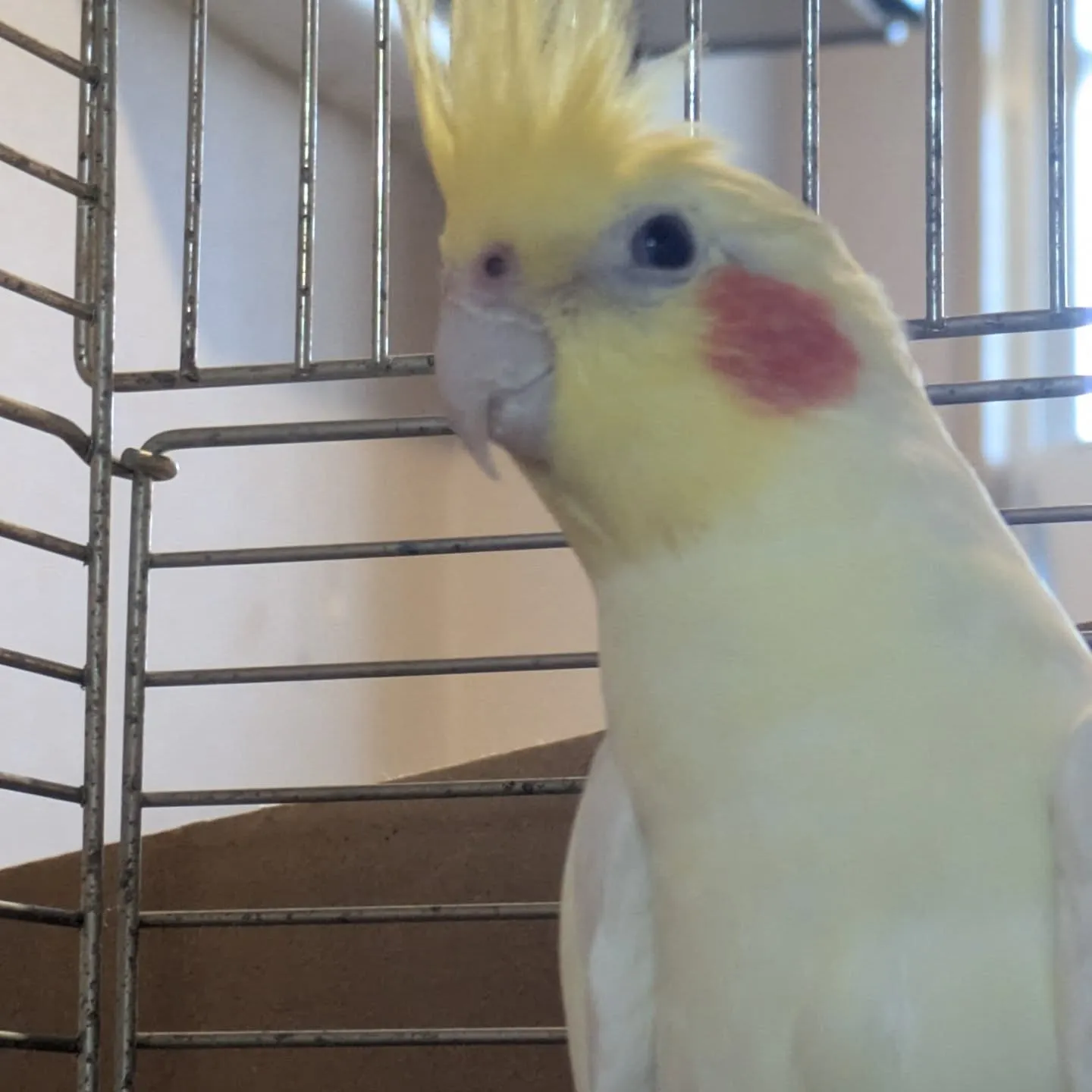 本日のお世話です！