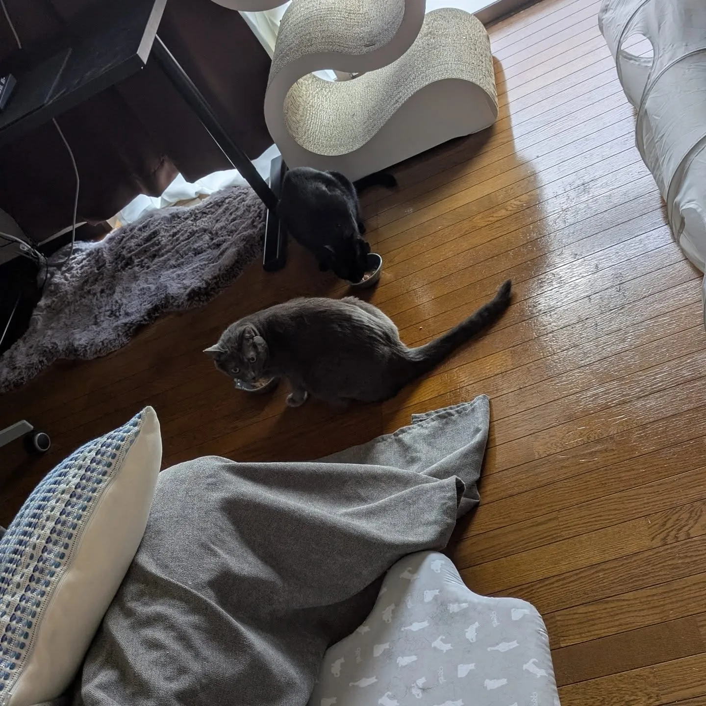 本日のお世話です！