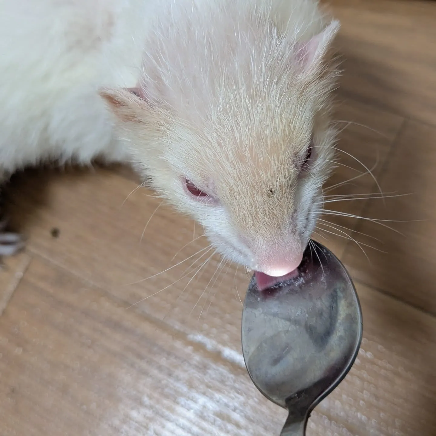 本日のお世話です！