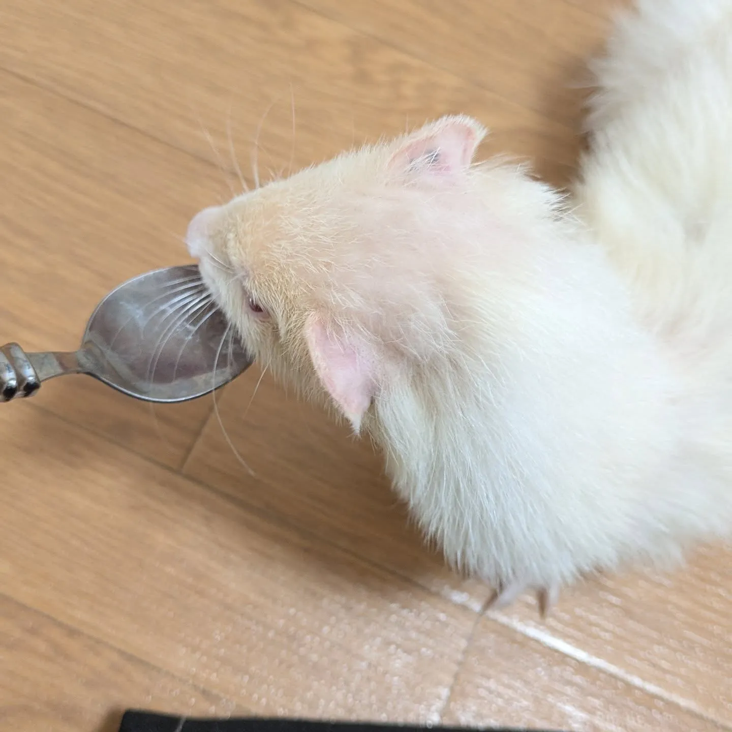 今日のお世話は三件！