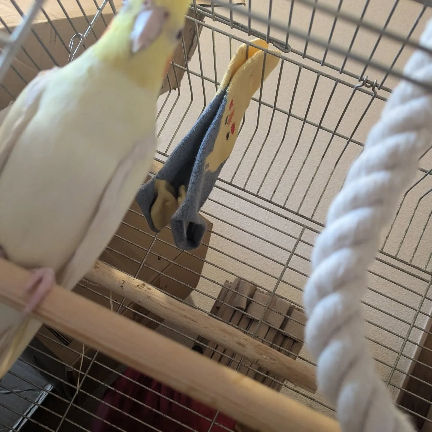 今日のお世話は三件！