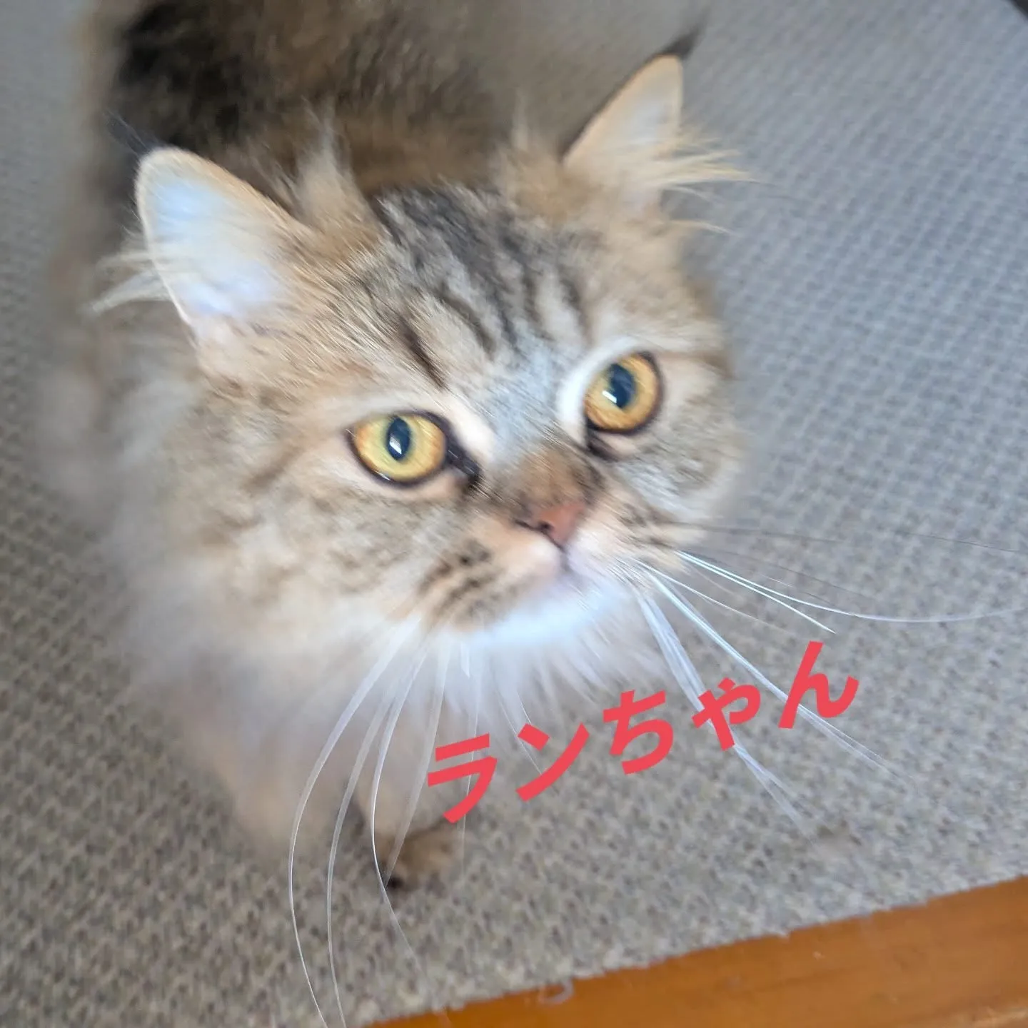 本日のお世話です！