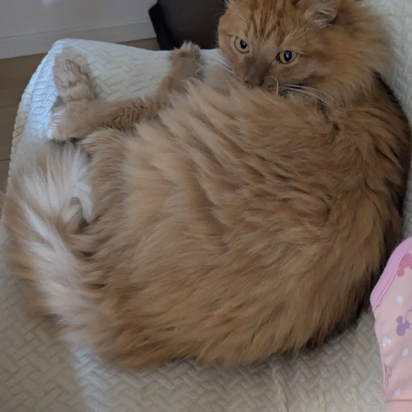 今日のお世話です！