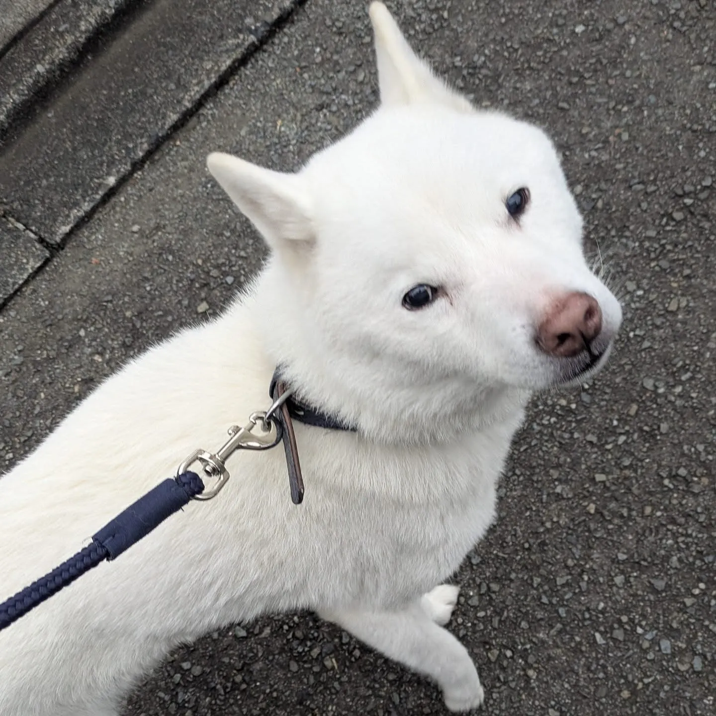 こんばんはー。