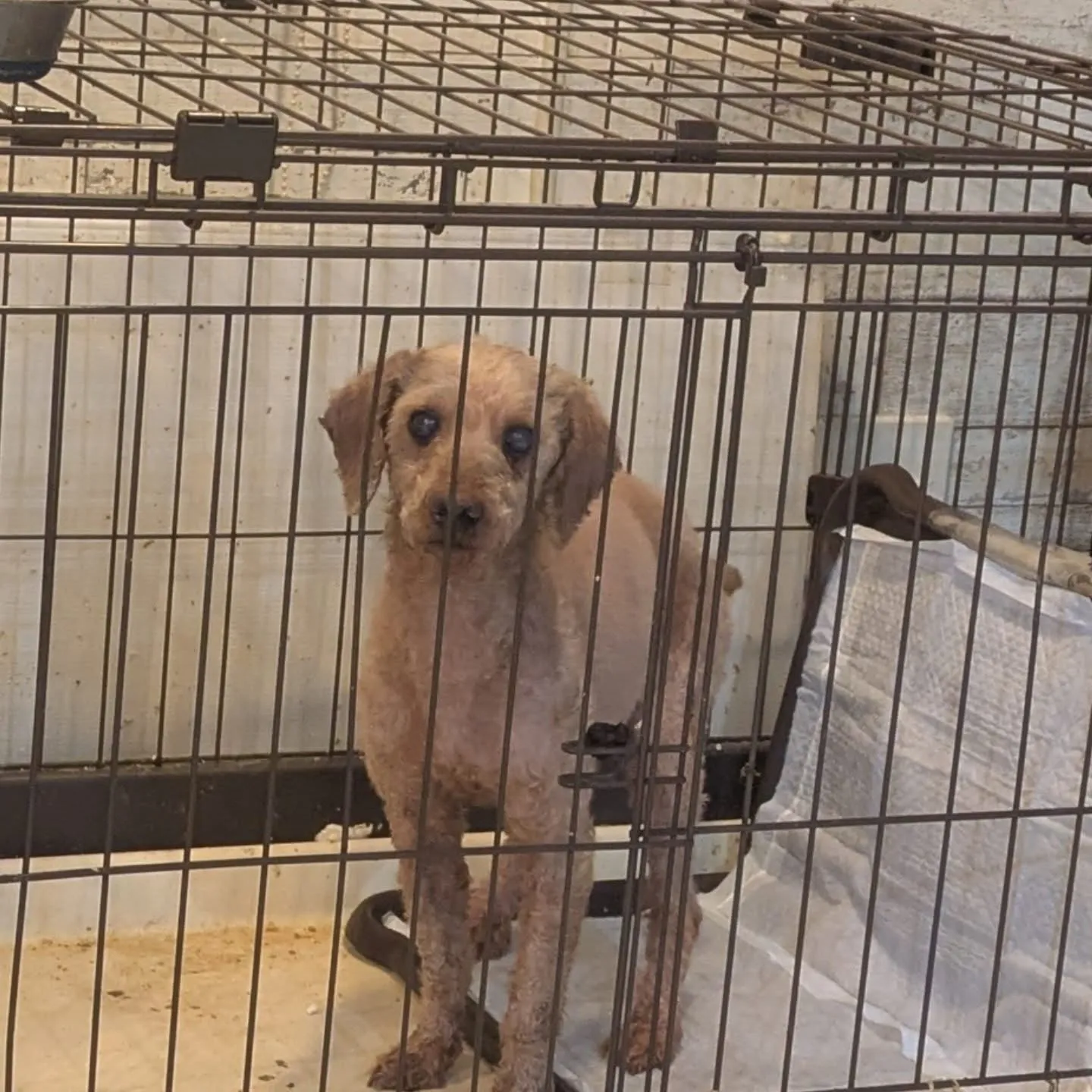 こんばんはー。