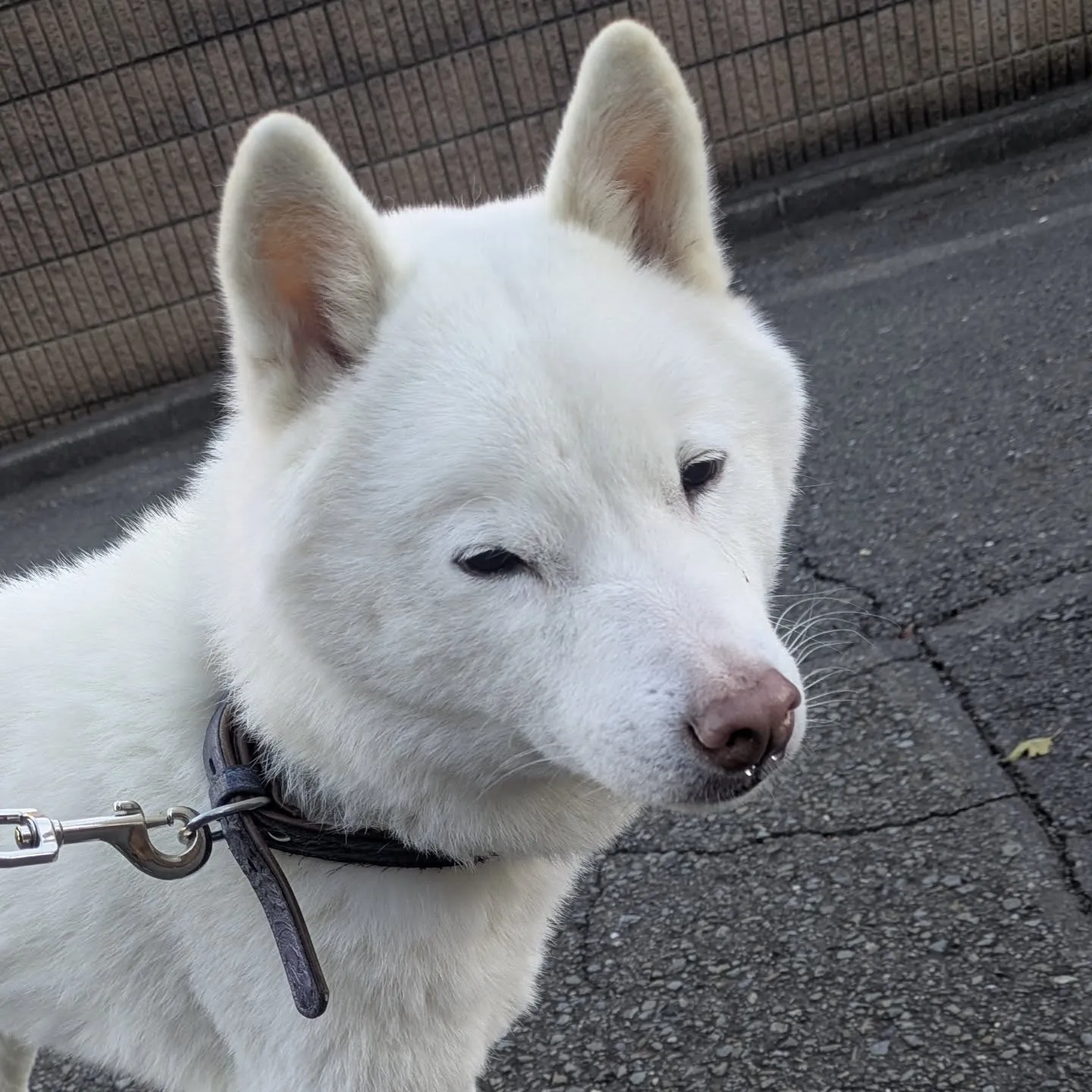 こんばんはー。