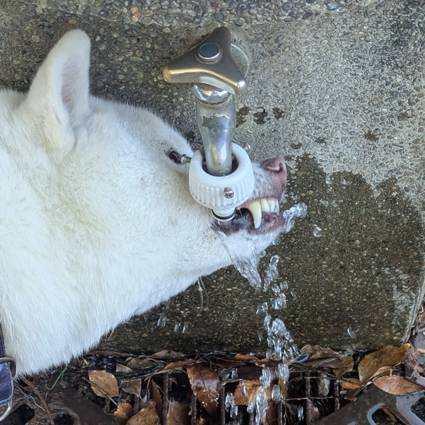 こんばんはー。