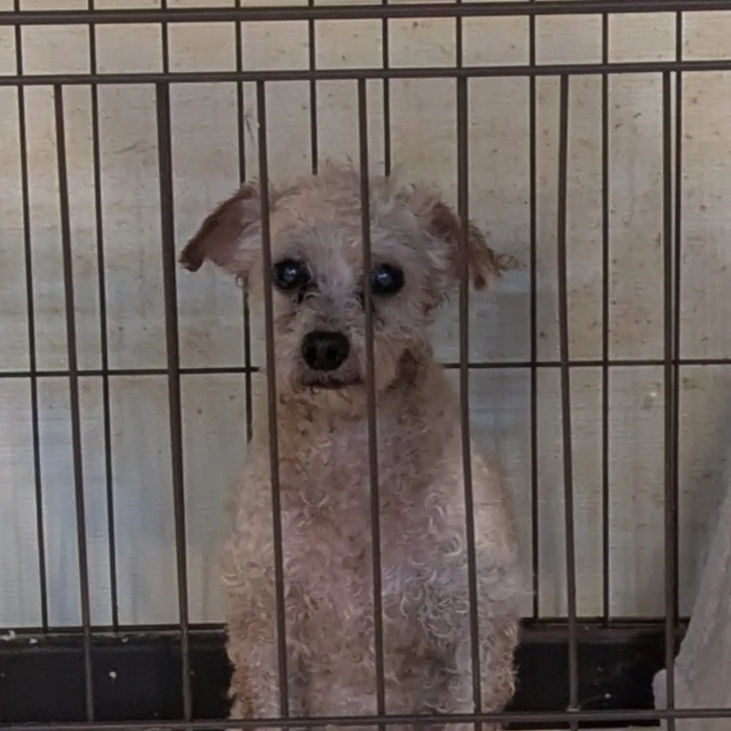 こんばんはー。