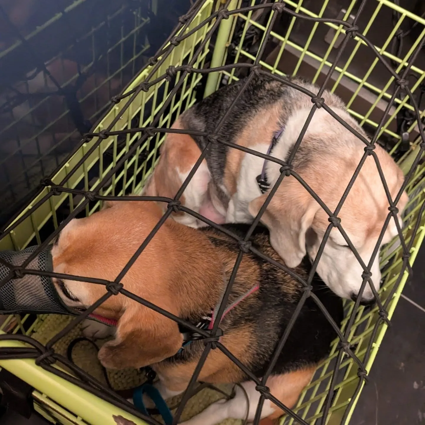 こんばんはー。