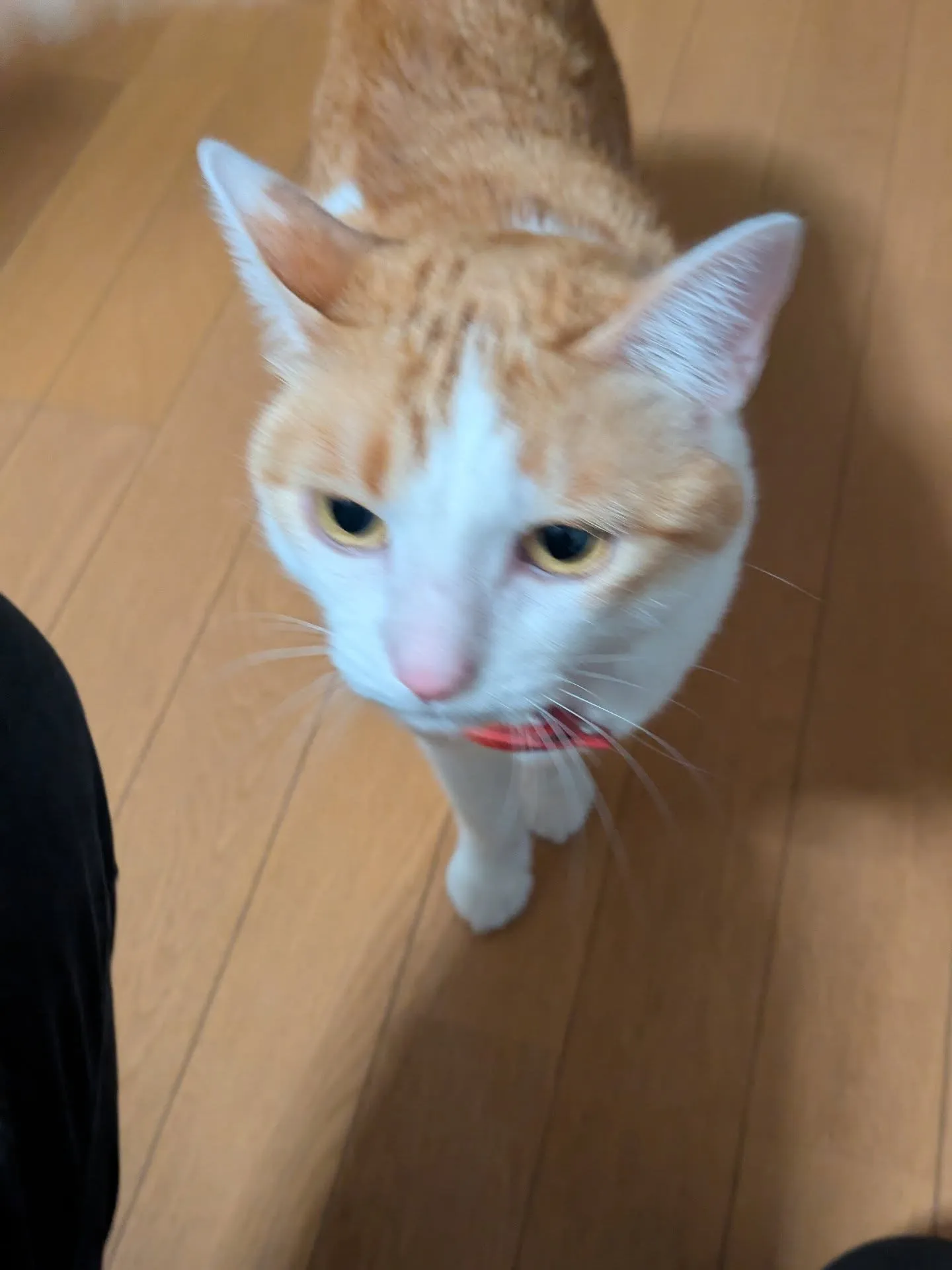 おはようございます！