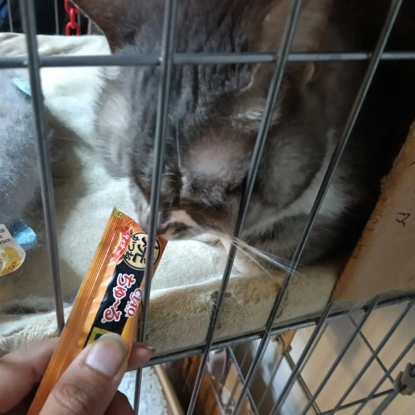こんにちは！