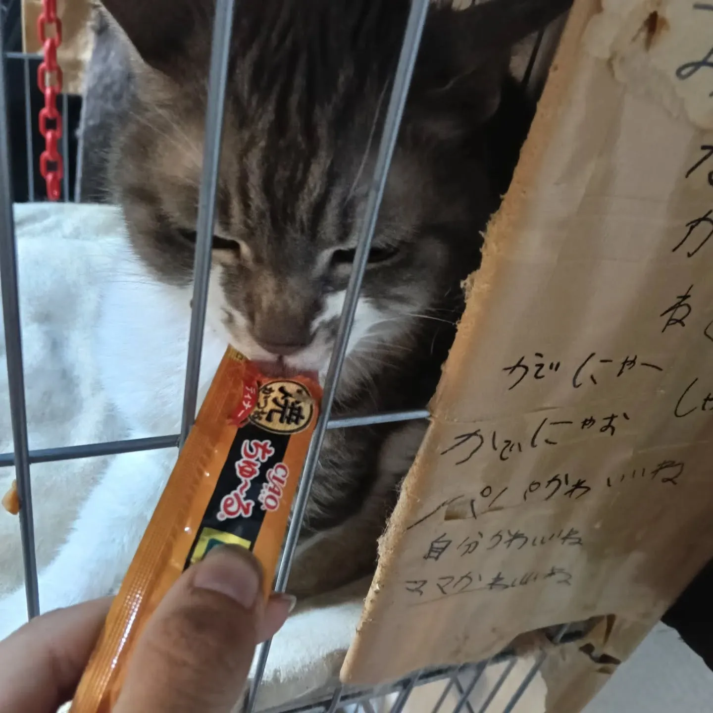 こんにちは！