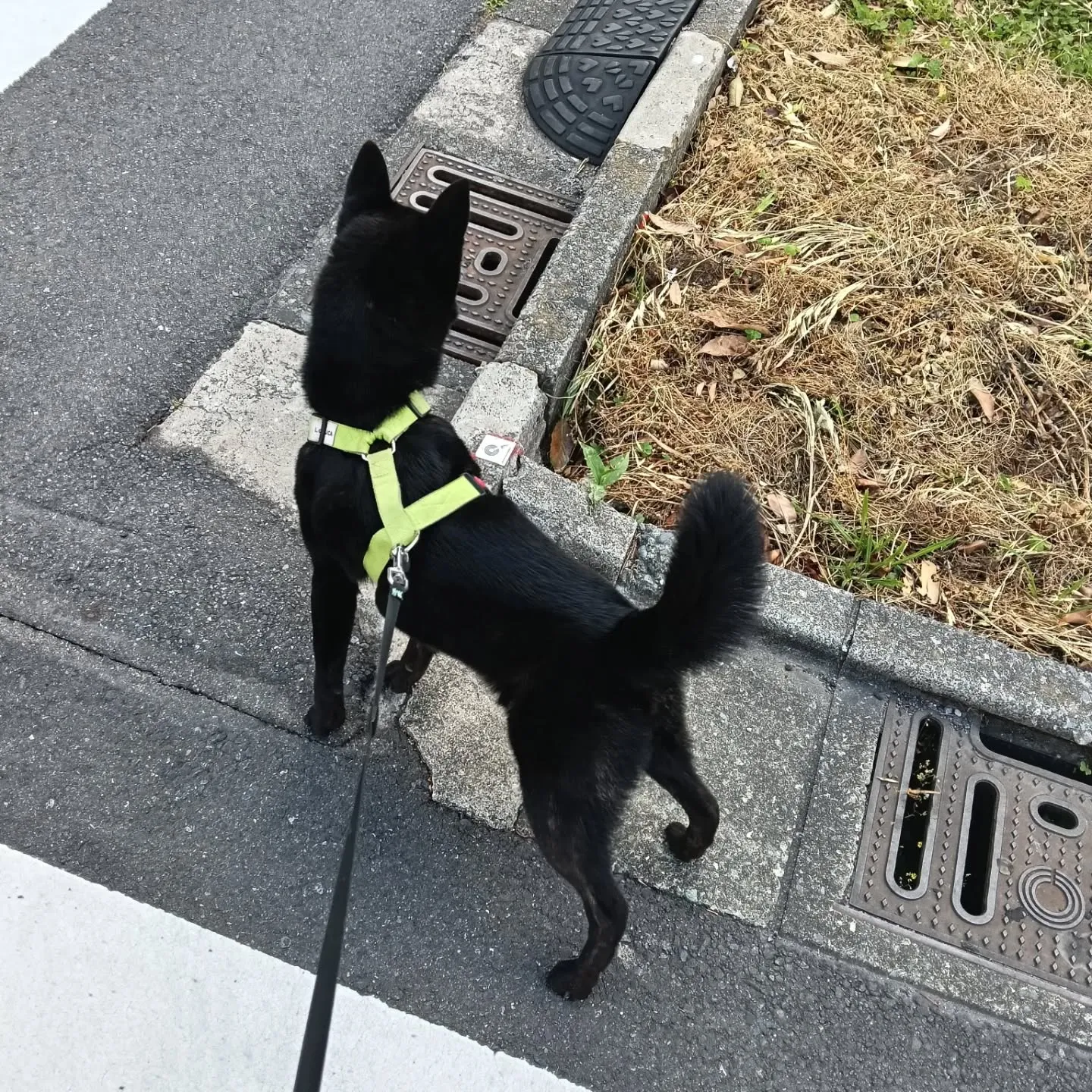 こんにちは！