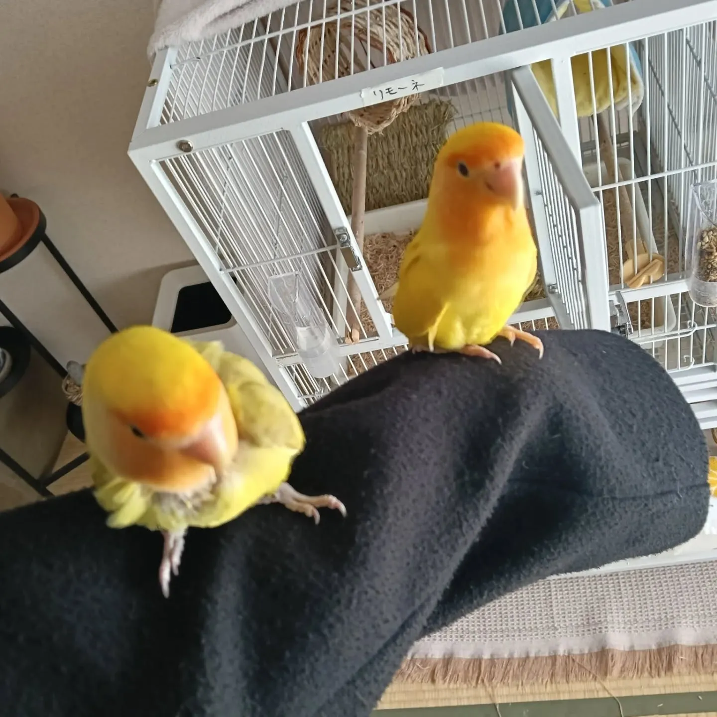 こんにちは！