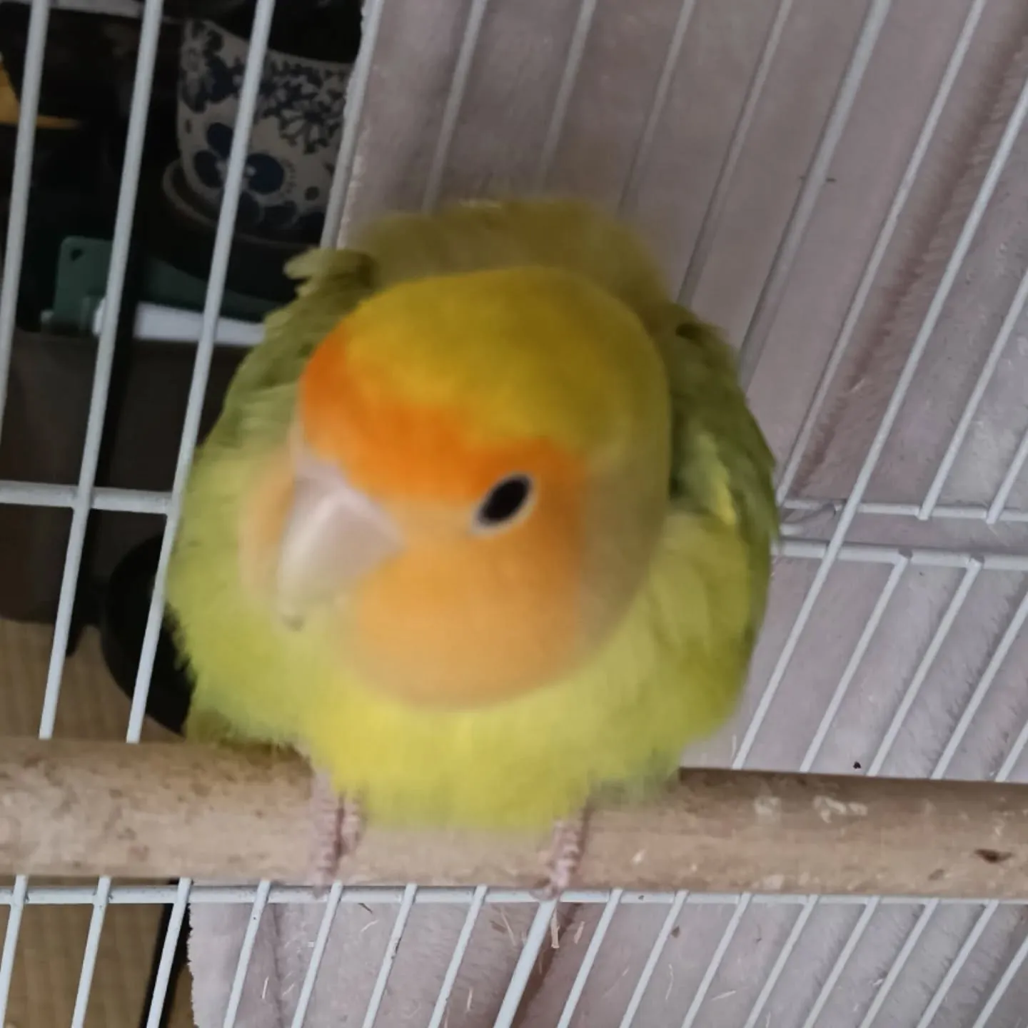 こんばんは！