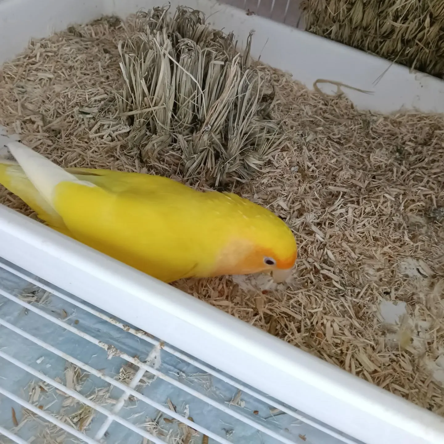 こんばんは！