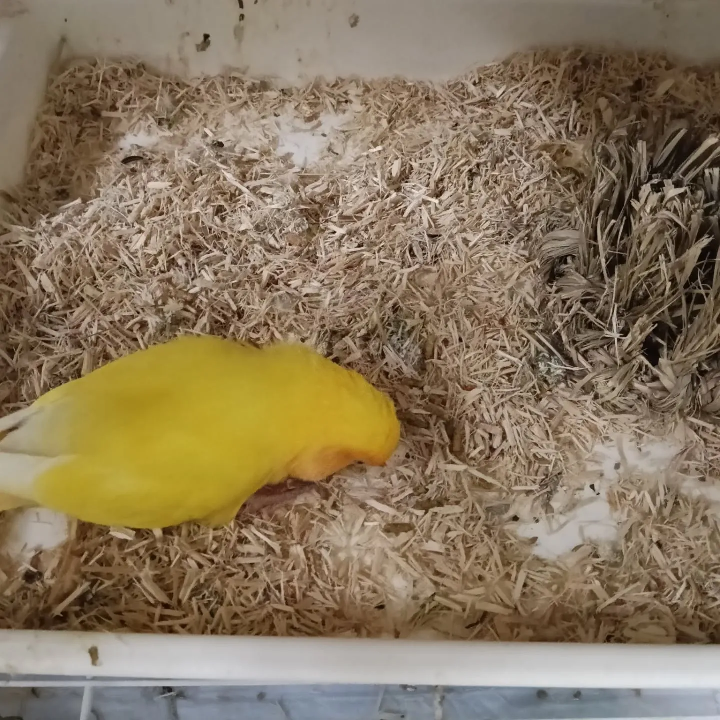 おはようこざいます！