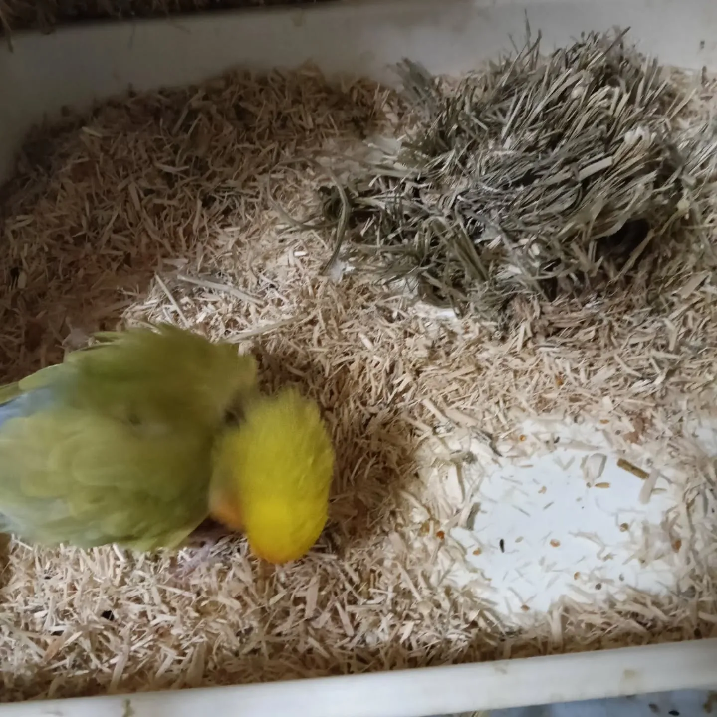 おはようこざいます！