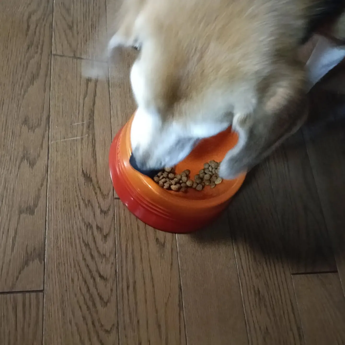 こんばんは！