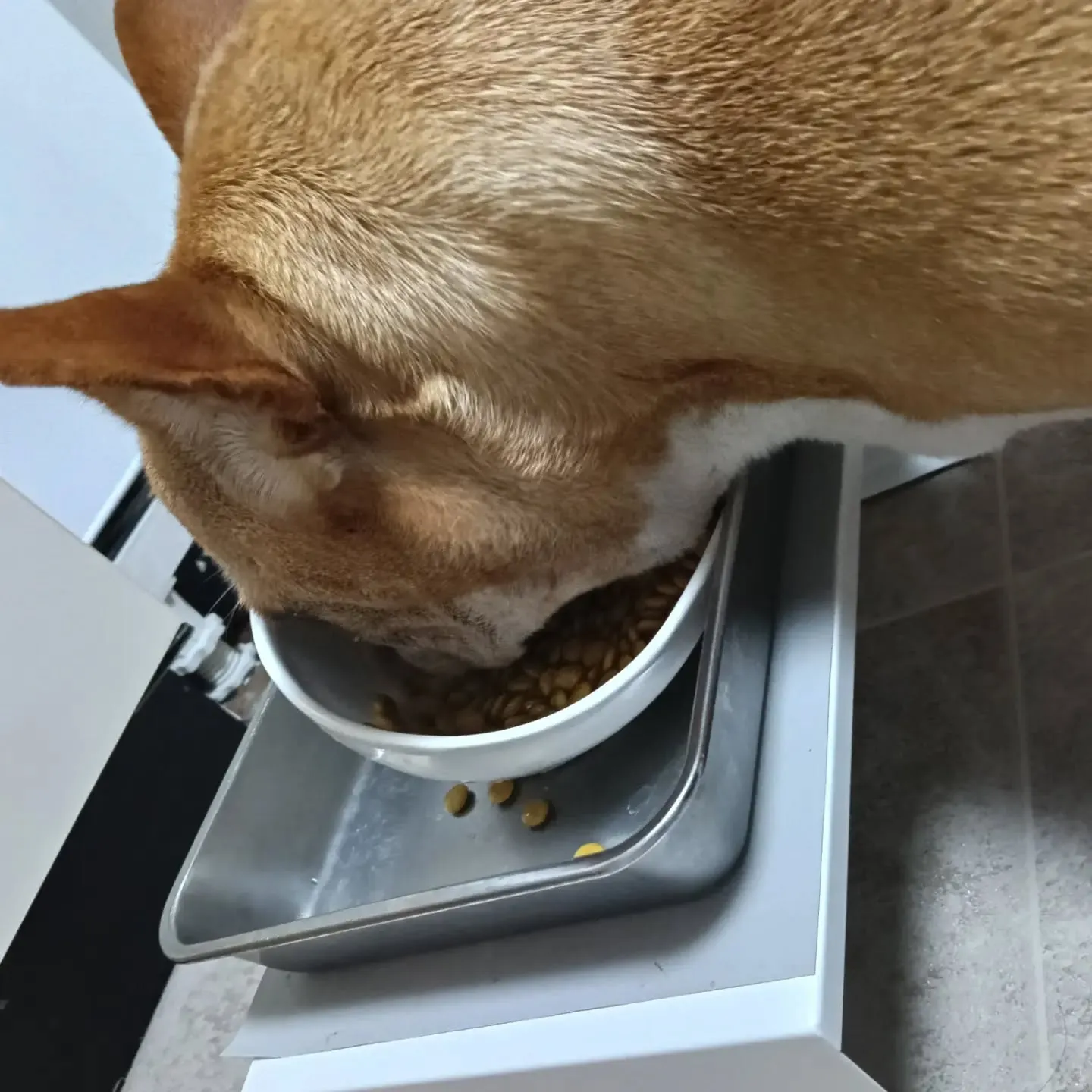 こんにちは！