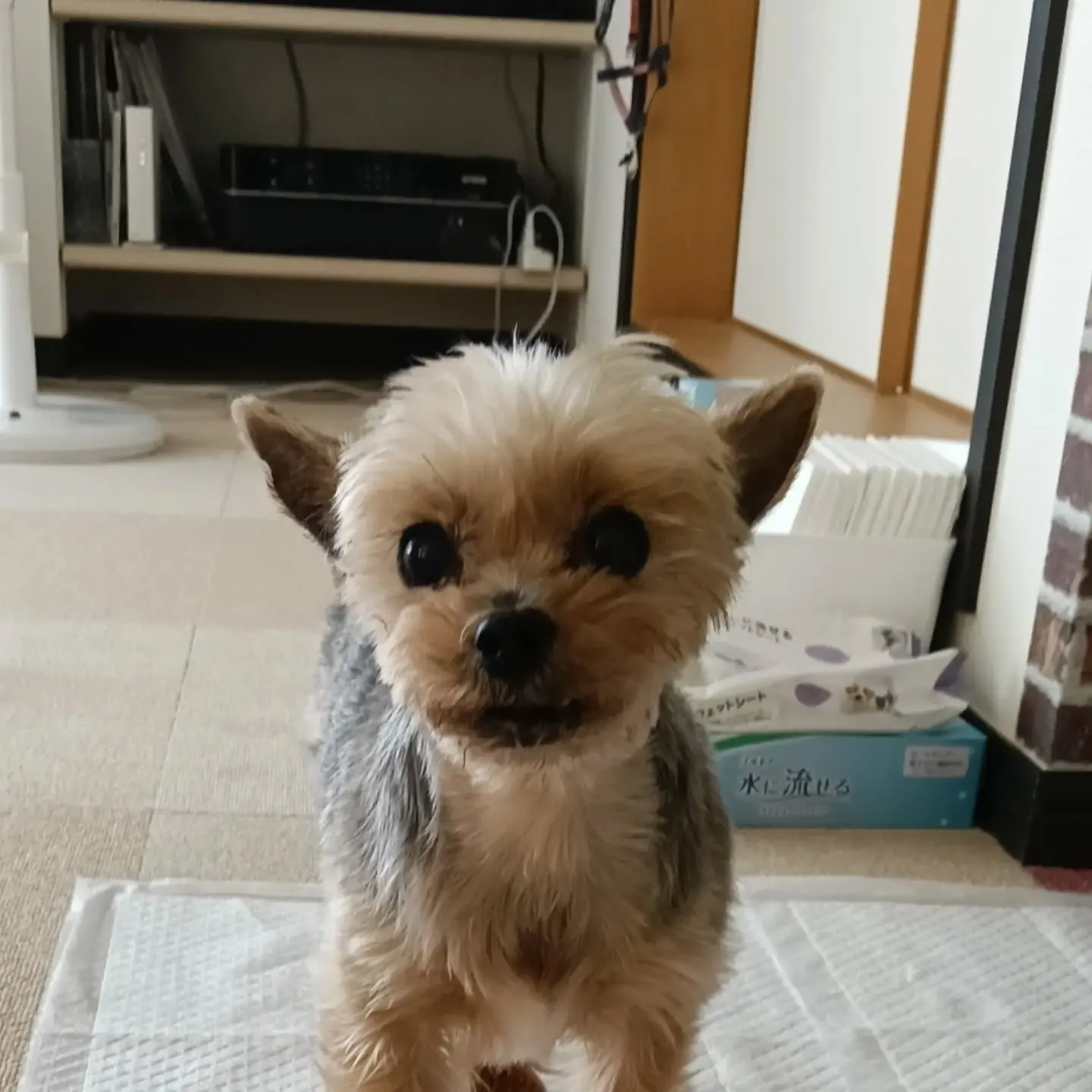 こんにちは！
