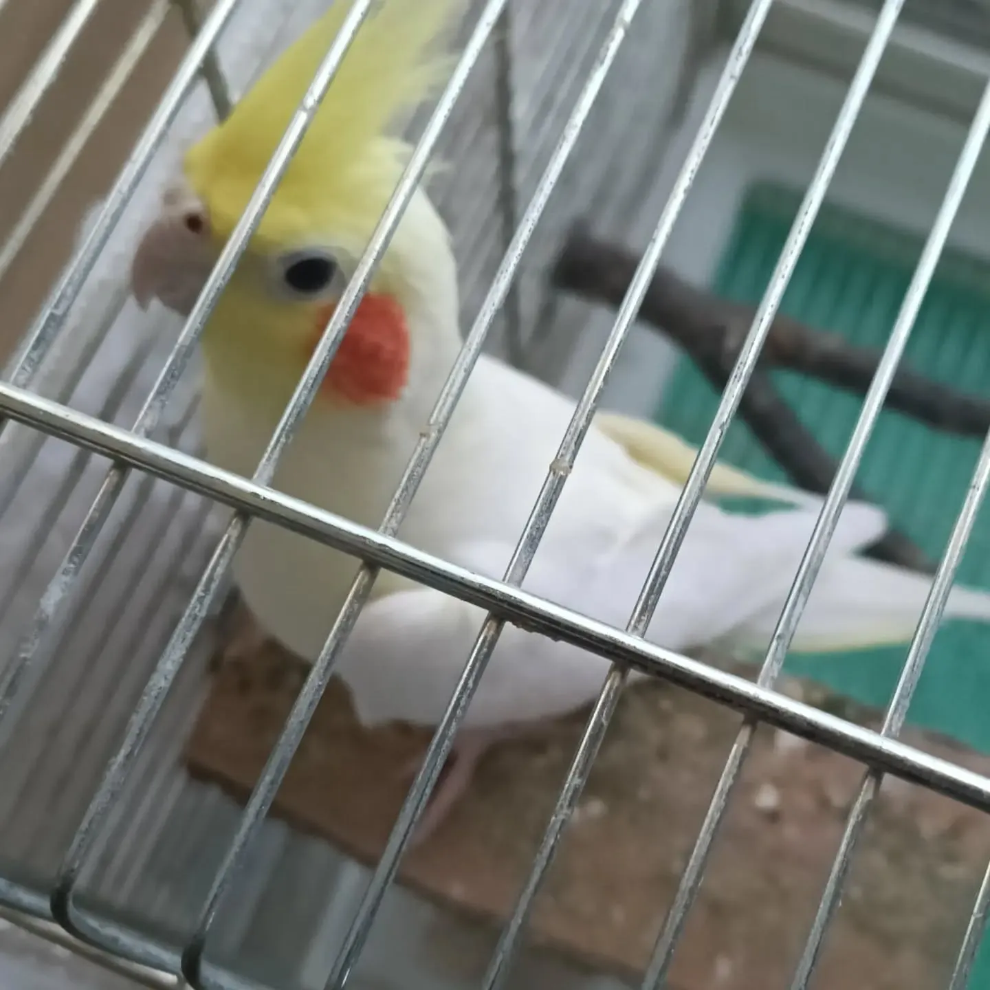 おはようございます。