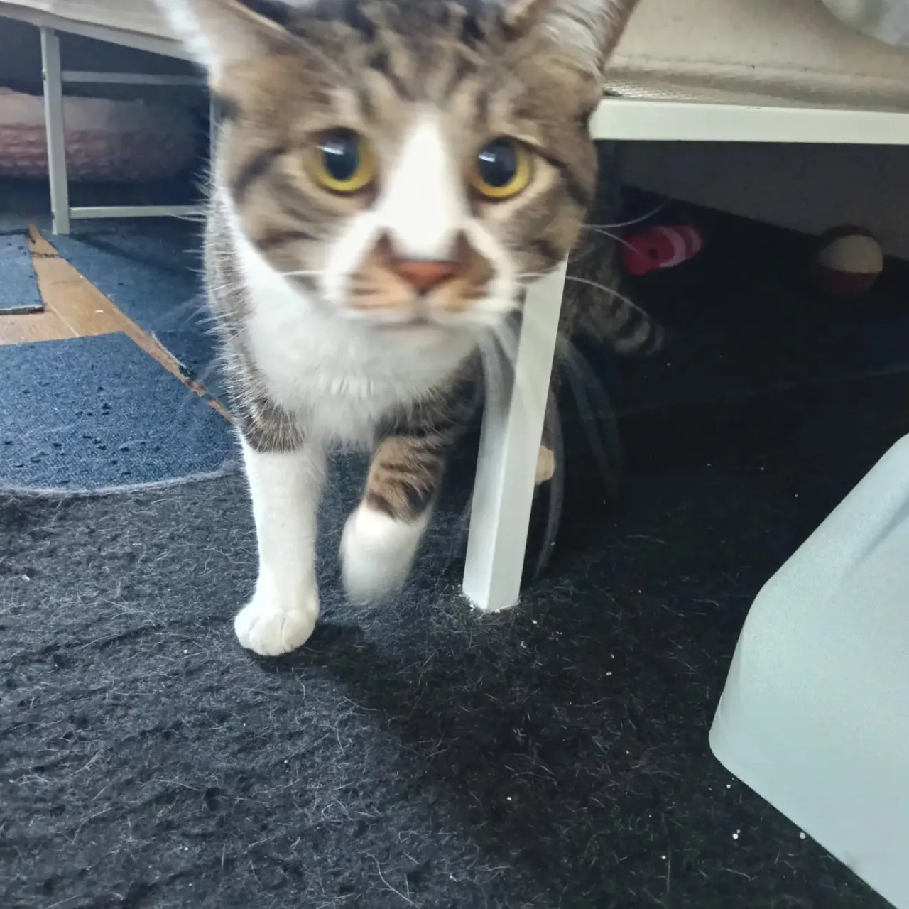 こんばんは！