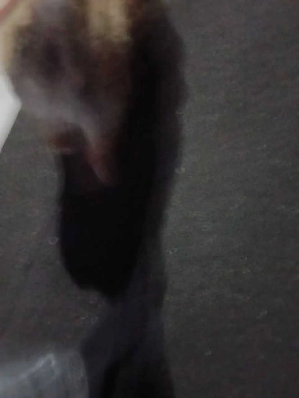 昨日お散歩にお伺いさせていただいた準レジェンドもんたくん。