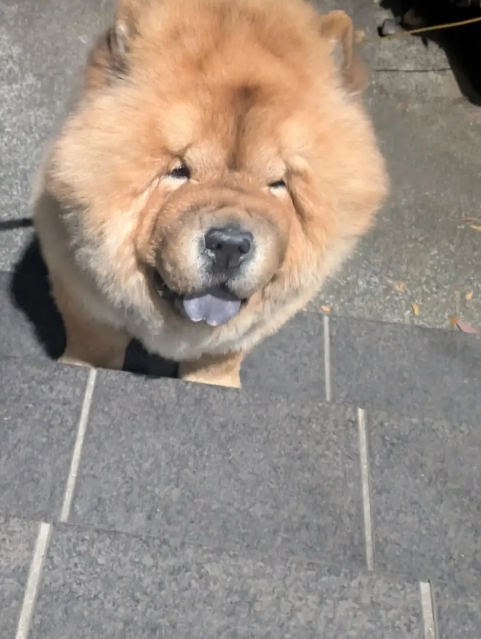 昨日お散歩にお伺いさせていただいた準レジェンドもんたくん。