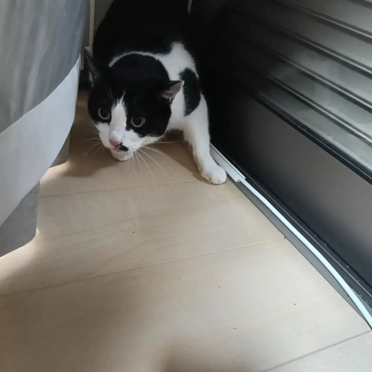 こんにちは！