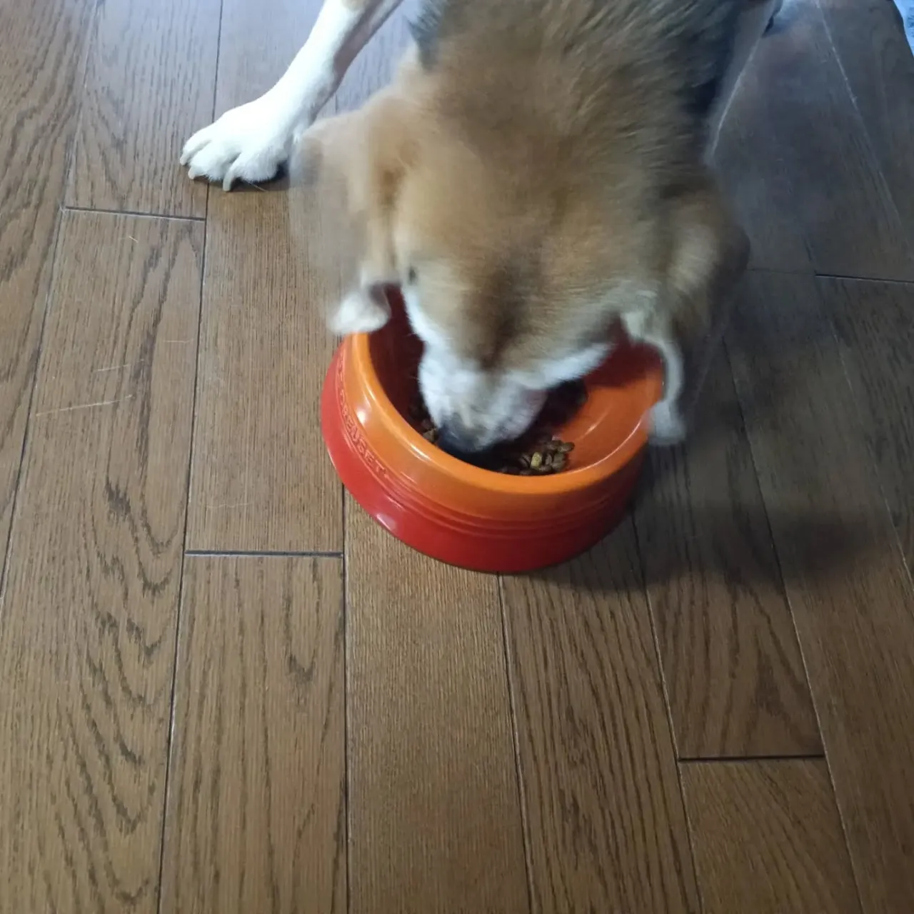 こんにちは！