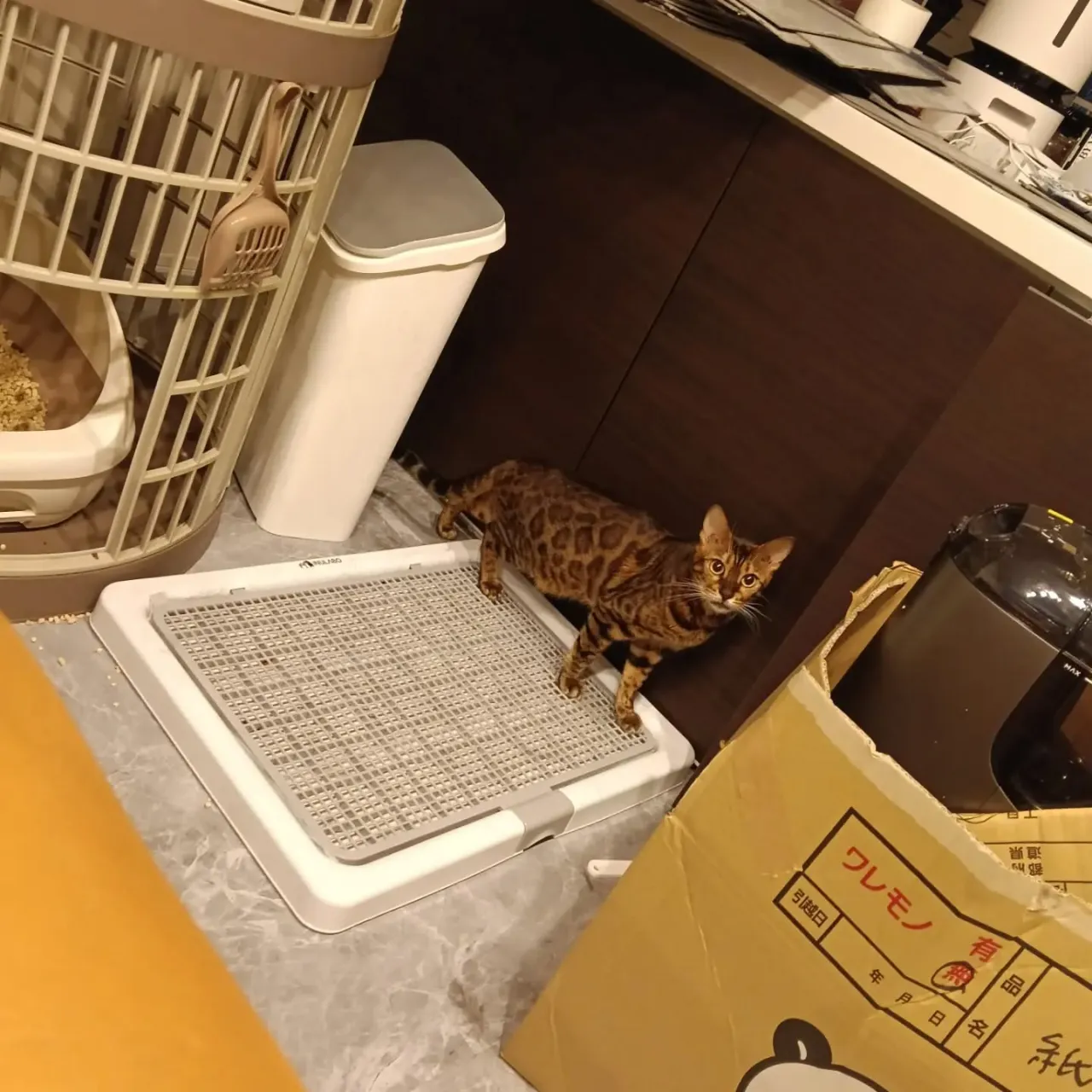 こんばんは！