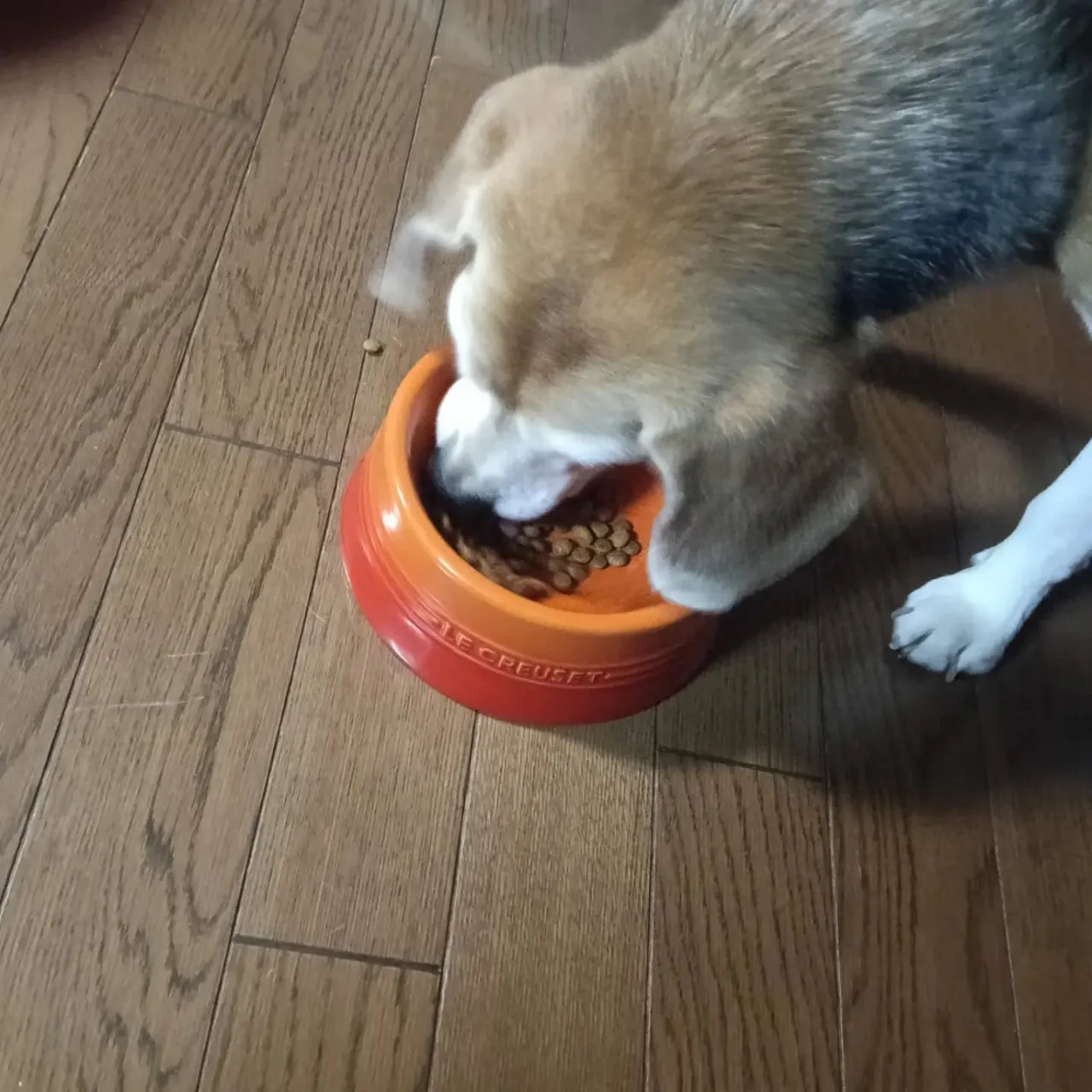 こんばんは！